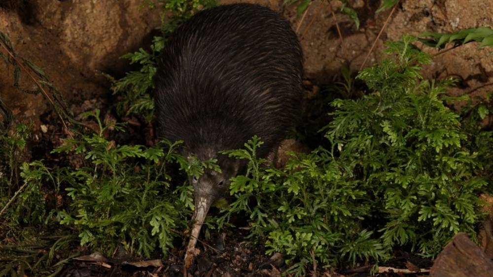 North Island Brown Kiwi