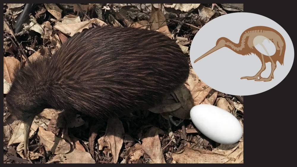 North Island Brown Kiwi