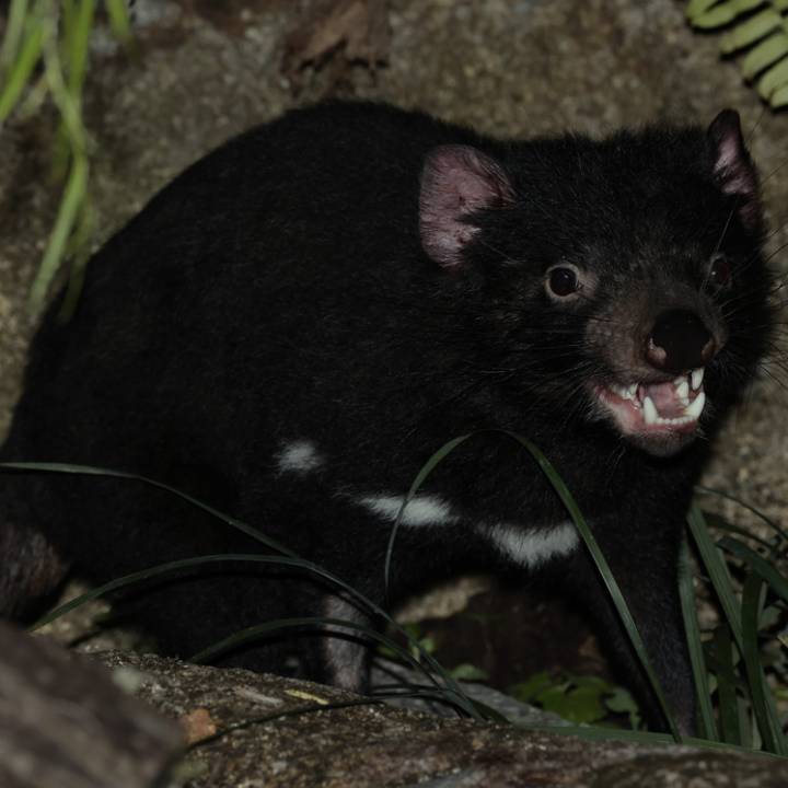 Tasmanian devil