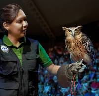 夜晚的精灵动物表演