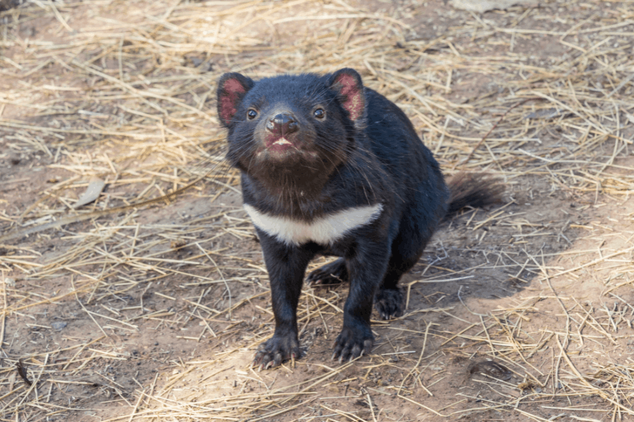 Image of a Tasmanian Devil