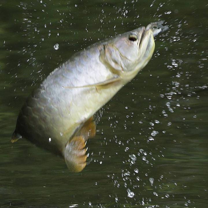 Asian arowana