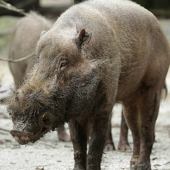 Bearded pig