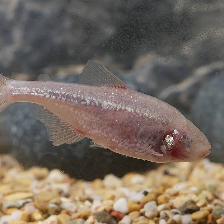 Blind cave fish