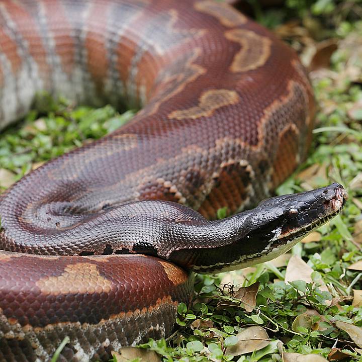 Blood python