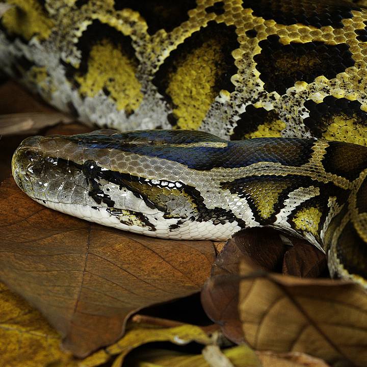 Burmese python