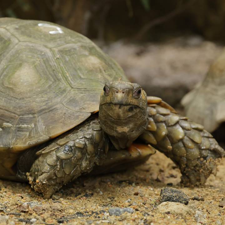 Elongated tortoise