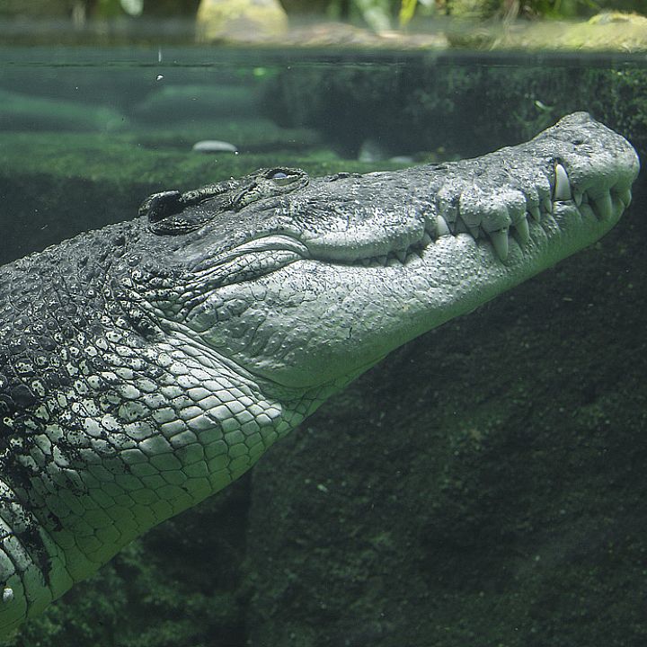 Estuarine crocodile