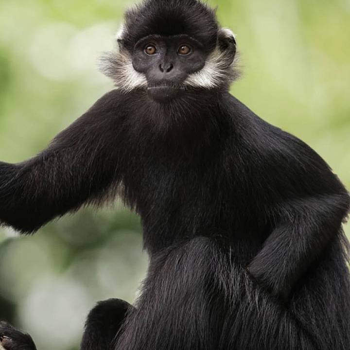 Francois’ langur