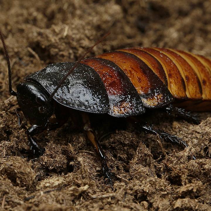Madagascar hissing cockroach