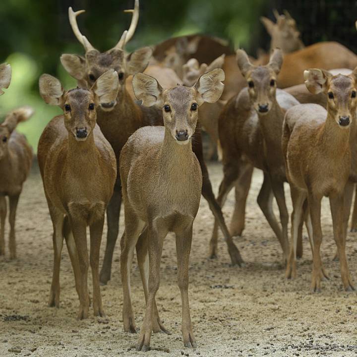 Hog deer