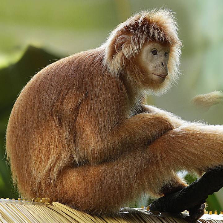 Javan langur
