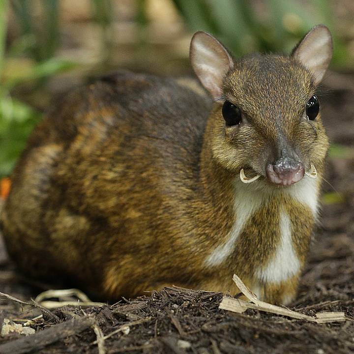Lesser mousedeer