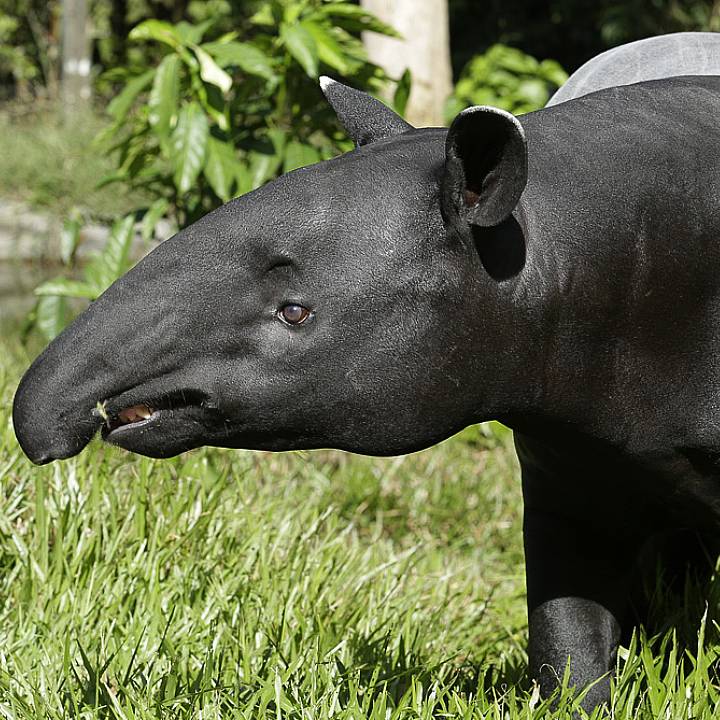 Malayan tapir