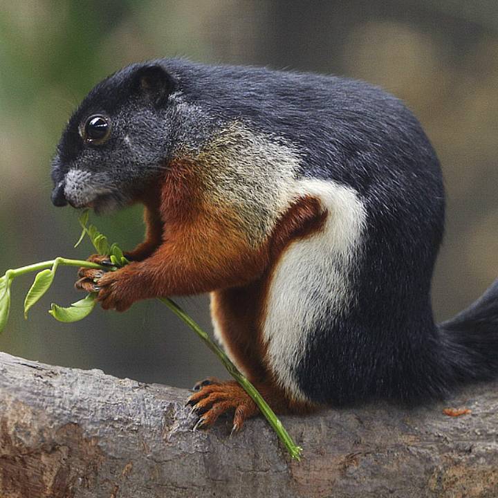 Prevost's squirrel