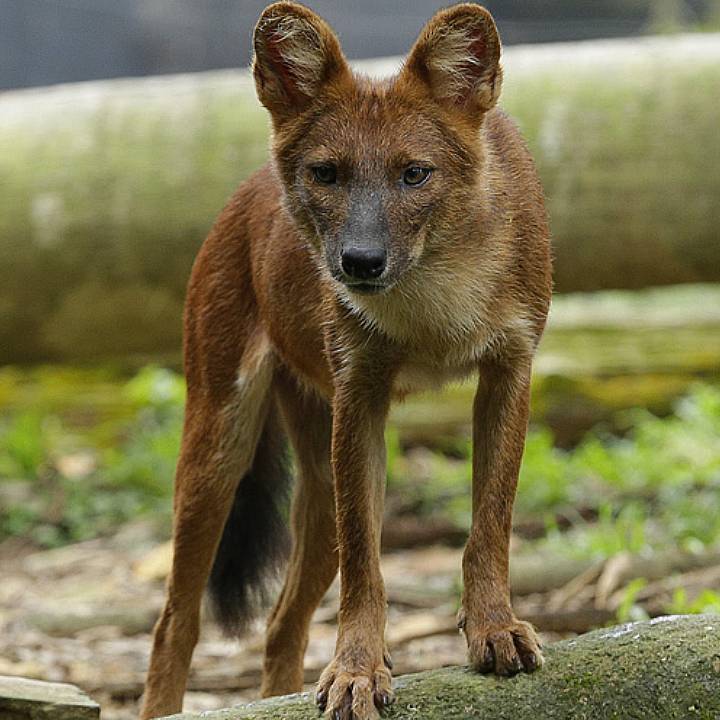 Red dhole