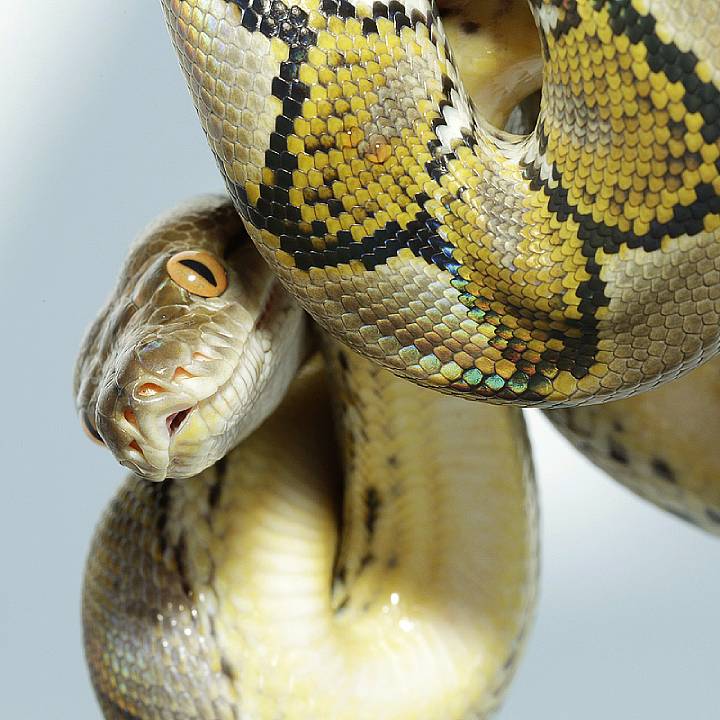 Reticulated python