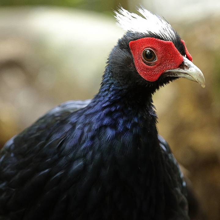 Vietnam pheasant