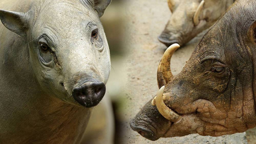 side by side picture of a female and a male babirusa