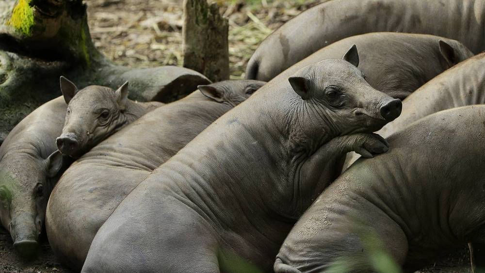 a group of babirusas