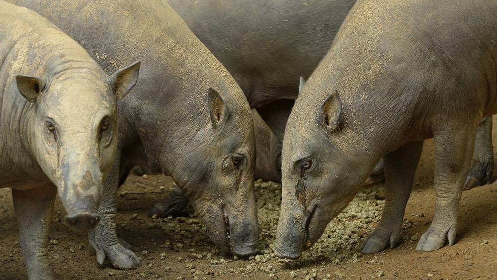 African Swine Fever Surveillance