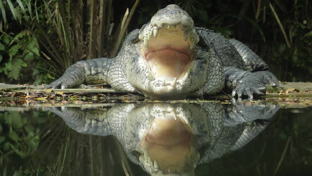 crocodile basking
