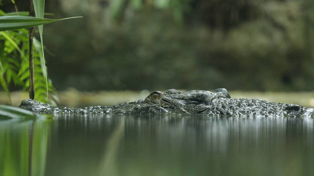 side by side picture of a crocodile