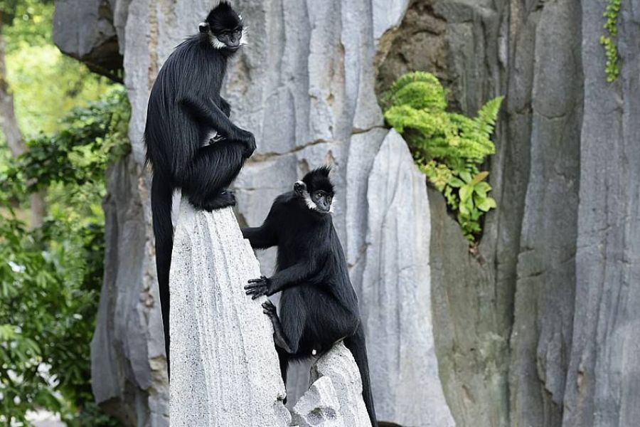 Image of a pair of François' Langurs
