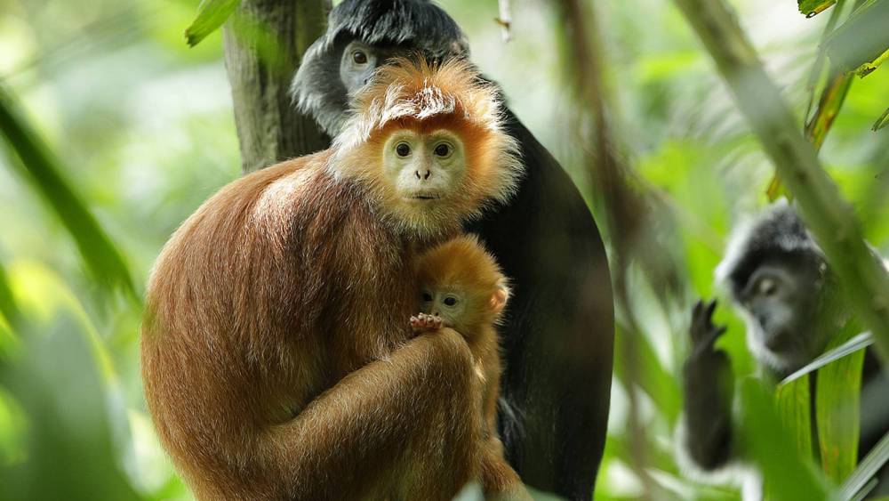 a family of Javan langurs