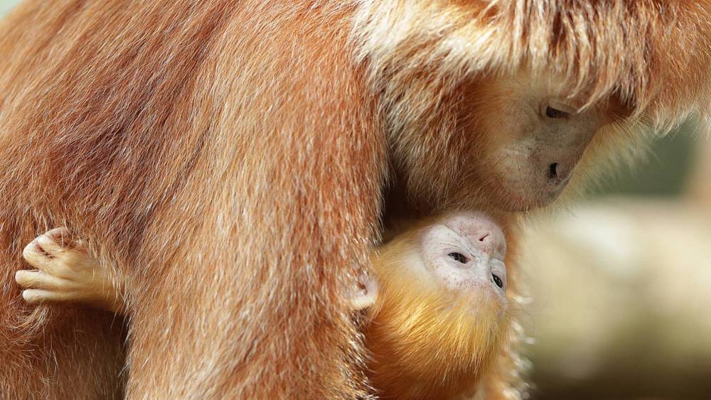 Managed Species Programmes