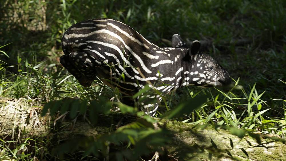 baby Malayan tapir hiding among the foliage
