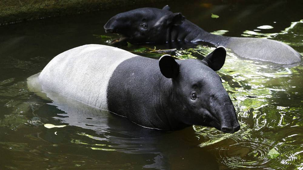 Malayan tapir taking a dip