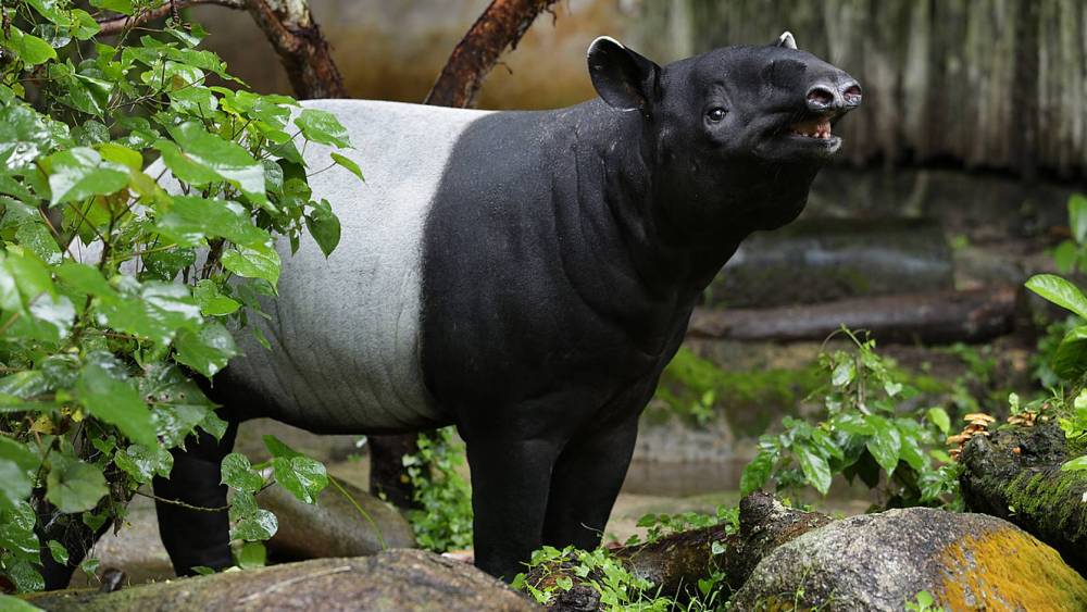 Malayan tapir behind a tree