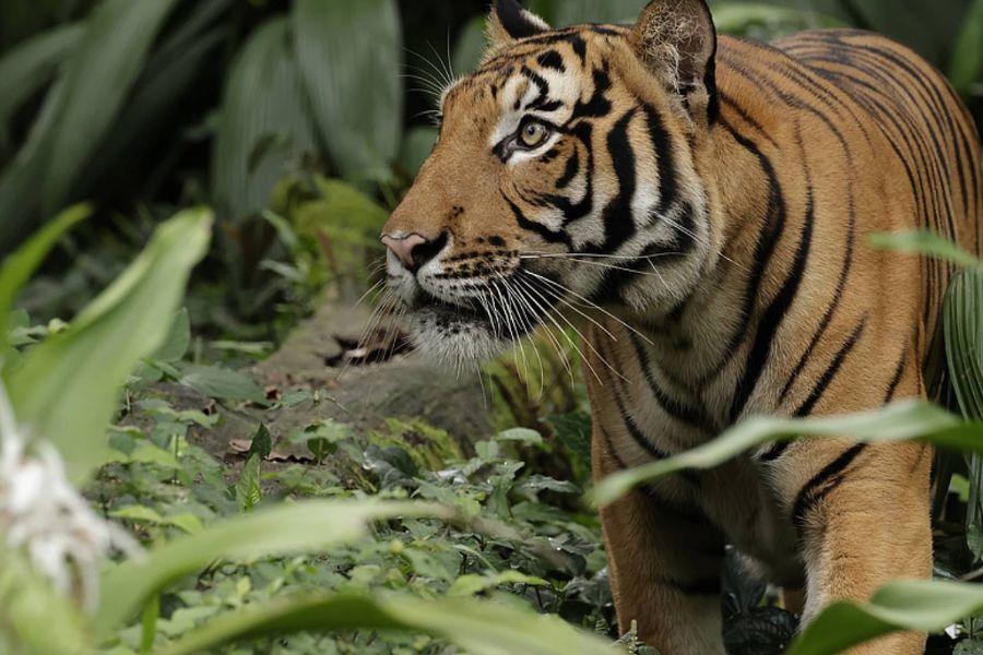 Image of a Malayan Tiger