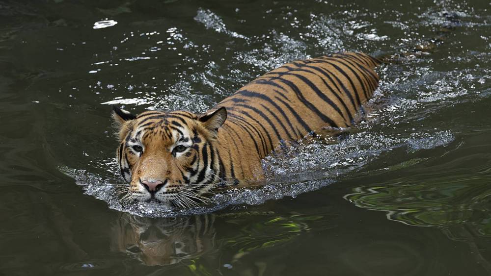 Malayan tiger swimming