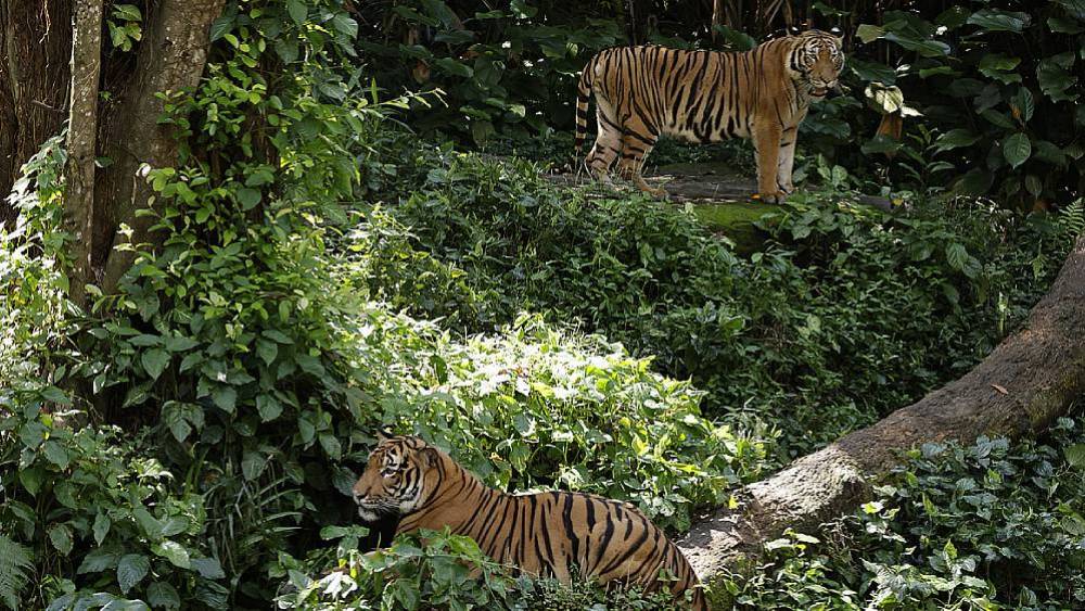 Managed Species Programmes