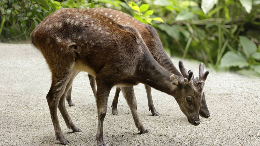 Philippine spotted deer searching for food