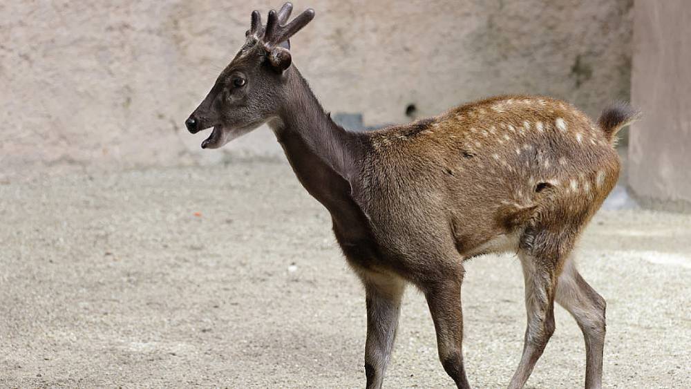 A Successful Release