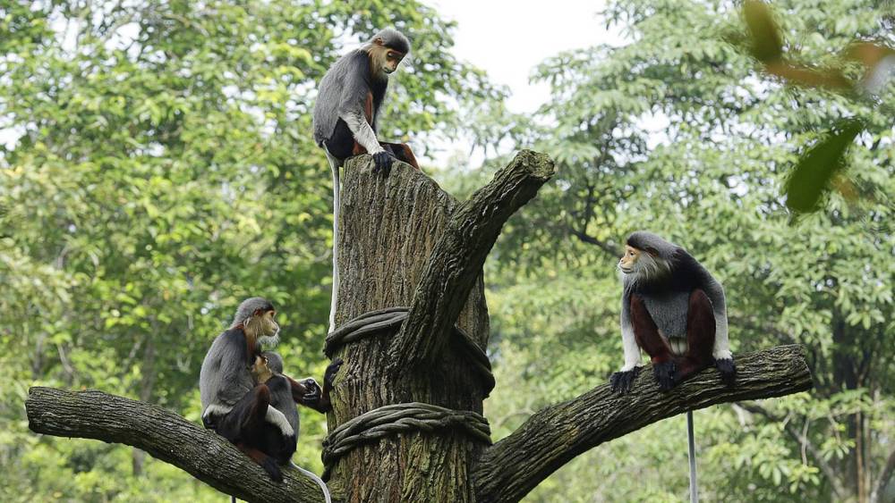 a group of red-shanked douc gathering on a tree