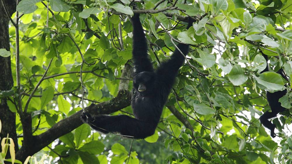 a siamang swinging on the tree