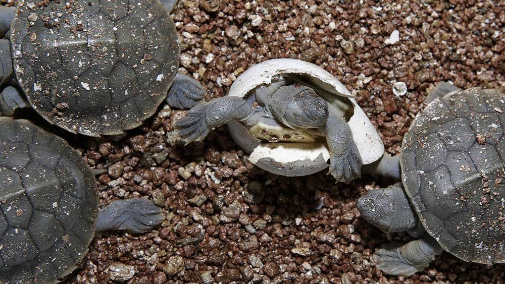 hatchlings emerging from under the sand
