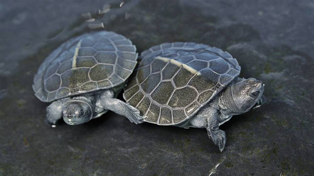 a pair of river terrapin hatchlings