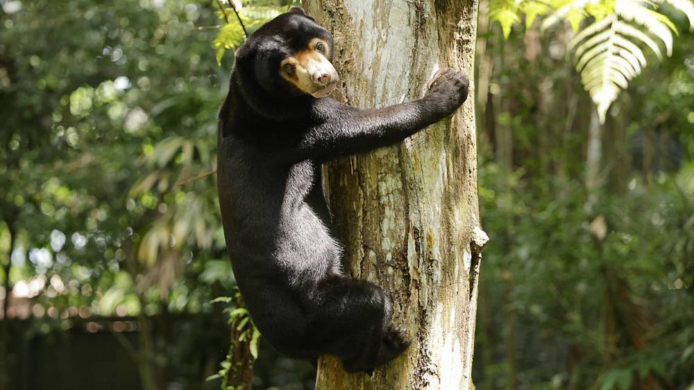 Sun bear climbing a tree