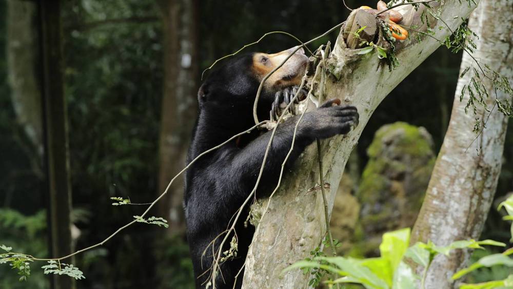 Sun bear looking for food