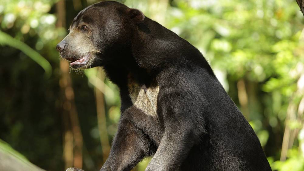 Sun bear looking out from its safe place