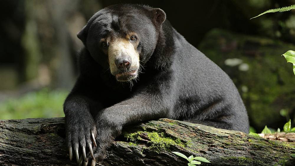 Species Coordinators