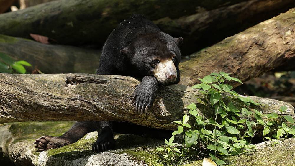 The Harsh Reality Of Bile Farming