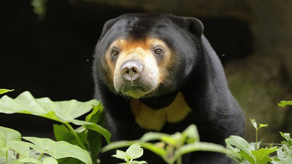 A Second Lease Of Life