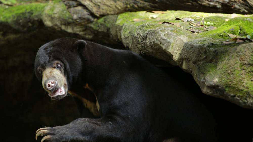 Hope For The Bears