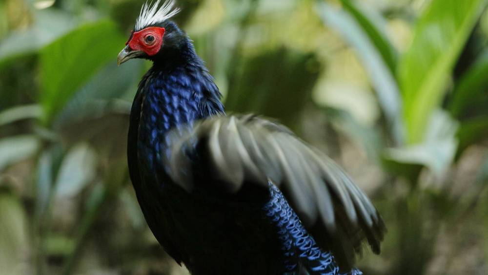 Vietnamese pheasant flapping its wings